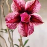 Planta Dobrada 2804 – 50cm – 04 anos