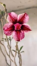 Planta Dobrada 2804 – 50cm – 04 anos - Imagem 8