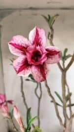 Planta Dobrada 2804 – 50cm – 04 anos - Imagem 4