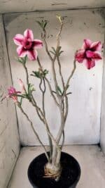 Planta Dobrada 2804 – 50cm – 04 anos - Imagem 6