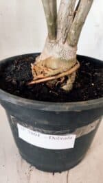 Planta Dobrada 2804 – 50cm – 04 anos - Imagem 10