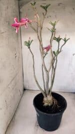 Planta Dobrada 2804 – 50cm – 04 anos - Imagem 9