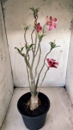 Planta Dobrada 2804 – 50cm – 04 anos - Imagem 7