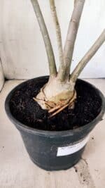 Planta Dobrada 2804 – 50cm – 04 anos - Imagem 5