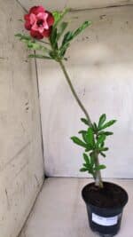 Planta Dobrada 2806 – 30cm – 02 anos - Imagem 2