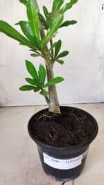 Planta Dobrada 2806 – 30cm – 02 anos - Imagem 5