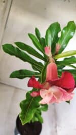 Planta Dobrada 2806 – 30cm – 02 anos - Imagem 4