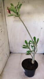 Planta Dobrada 2806 – 30cm – 02 anos - Imagem 6