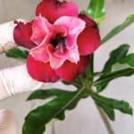 Planta Dobrada 2806 – 30cm – 02 anos