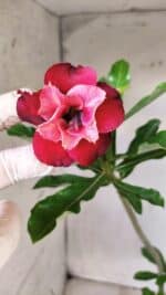 Planta Dobrada 2806 – 30cm – 02 anos