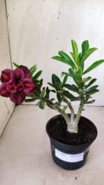 Planta Dobrada 2807 – 25cm – 02 anos - Imagem 2
