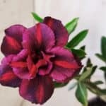 Planta Dobrada 2807 – 25cm – 02 anos