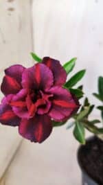 Planta Dobrada 2807 – 25cm – 02 anos