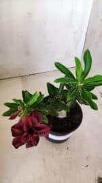 Planta Dobrada 2807 – 25cm – 02 anos - Imagem 4