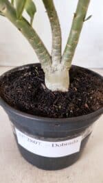 Planta Dobrada 2807 – 25cm – 02 anos - Imagem 7