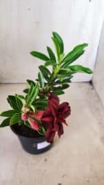 Planta Dobrada 2807 – 25cm – 02 anos - Imagem 6