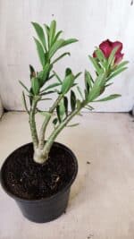 Planta Dobrada 2807 – 25cm – 02 anos - Imagem 5