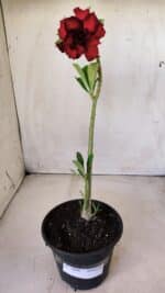 Planta Dobrada 2808 – 30cm – 02 anos - Imagem 7