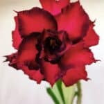 Planta Dobrada 2808 – 30cm – 02 anos