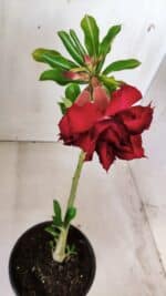 Planta Dobrada 2808 – 30cm – 02 anos - Imagem 4