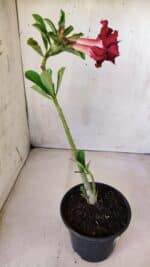 Planta Dobrada 2808 – 30cm – 02 anos - Imagem 5