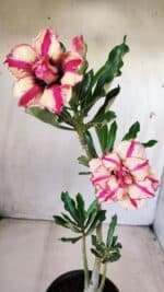 Planta Dobrada 2809 – 30cm – 02 anos - Imagem 2