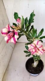 Planta Dobrada 2809 – 30cm – 02 anos - Imagem 4