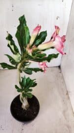 Planta Dobrada 2809 – 30cm – 02 anos - Imagem 6