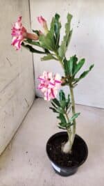 Planta Dobrada 2809 – 30cm – 02 anos - Imagem 5