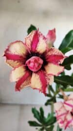 Planta Dobrada 2809 – 30cm – 02 anos