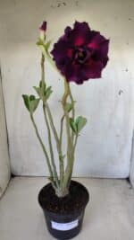 Planta Dobrada 2810 – 35cm – 03 anos - Imagem 2