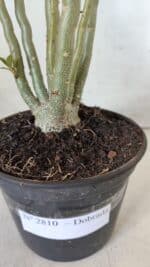 Planta Dobrada 2810 – 35cm – 03 anos - Imagem 7