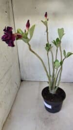 Planta Dobrada 2810 – 35cm – 03 anos - Imagem 6