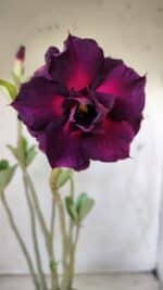 Planta Dobrada 2810 – 35cm – 03 anos