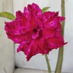 Planta Dobrada 2811 – 30cm – 02 anos