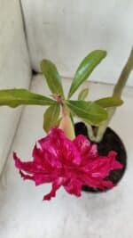 Planta Dobrada 2811 – 30cm – 02 anos - Imagem 4