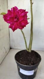 Planta Dobrada 2811 – 30cm – 02 anos - Imagem 5