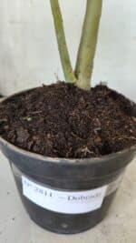 Planta Dobrada 2811 – 30cm – 02 anos - Imagem 7