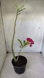 Planta Dobrada 2811 – 30cm – 02 anos - Imagem 6