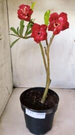 Planta Dobrada 2812 – 35cm – 03 anos - Imagem 2