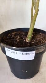 Planta Dobrada 2812 – 35cm – 03 anos - Imagem 8