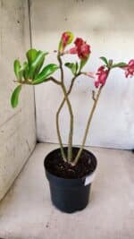 Planta Dobrada 2812 – 35cm – 03 anos - Imagem 6