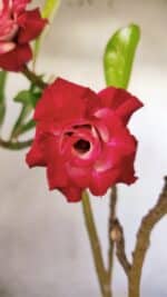 Planta Dobrada 2812 – 35cm – 03 anos - Imagem 5