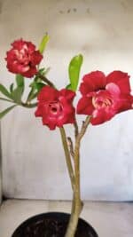 Planta Dobrada 2812 – 35cm – 03 anos - Imagem 4