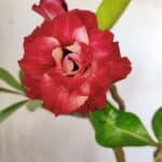 Planta Dobrada 2812 – 35cm – 03 anos