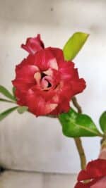 Planta Dobrada 2812 – 35cm – 03 anos