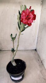 Planta Dobrada 2813 – 30cm – 02 anos - Imagem 2