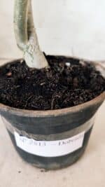 Planta Dobrada 2813 – 30cm – 02 anos - Imagem 6