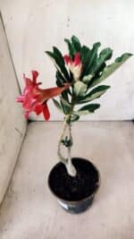 Planta Dobrada 2813 – 30cm – 02 anos - Imagem 5