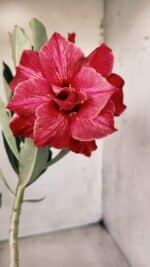 Planta Dobrada 2813 – 30cm – 02 anos